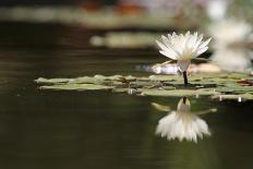 Reflection Lotus Flower-Hayati Kayhan-Stretched Canvas
