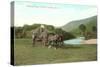 Haying Time, Cheshire County, New Hampshire-null-Stretched Canvas