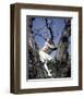 Hayley Mills-null-Framed Photo