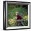 Hayley Mills-null-Framed Photo