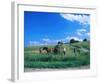 Haymaking near Trakai, Lithuania, Baltic States-null-Framed Art Print