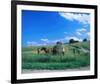 Haymaking near Trakai, Lithuania, Baltic States-null-Framed Art Print