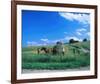 Haymaking near Trakai, Lithuania, Baltic States-null-Framed Art Print