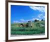 Haymaking near Trakai, Lithuania, Baltic States-null-Framed Art Print