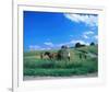 Haymaking near Trakai, Lithuania, Baltic States-null-Framed Art Print