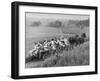 Hayride for Mansfield, Ohio, Senior High School Graduating Class-Alfred Eisenstaedt-Framed Photographic Print