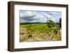Haytor Rocks (Hay Tor), Dartmoor, Devon, England, United Kingdom, Europe-Matthew-Framed Photographic Print