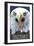 Hayward, Wisconsin - Eagle Up Close-Lantern Press-Framed Art Print