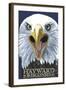 Hayward, Wisconsin - Eagle Up Close-Lantern Press-Framed Art Print