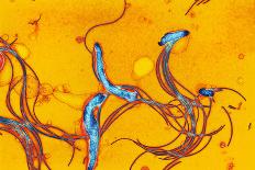 Gut Bacterium Reproducing, TEM-Hazel Appleton-Laminated Photographic Print
