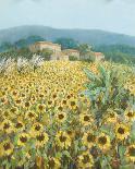 Late Sunflowers Near Santa Lucia, Tuscany-Hazel Barker-Giclee Print