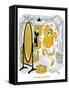 Hazel Cartoon-Ted Key-Framed Stretched Canvas