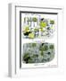 Hazel Cartoon-Ted Key-Framed Giclee Print