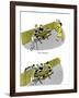 Hazel Cartoon-Ted Key-Framed Giclee Print