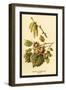 Hazel, Catkins and Fruit-W.h.j. Boot-Framed Art Print