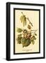 Hazel, Catkins and Fruit-W.h.j. Boot-Framed Art Print