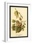 Hazel, Catkins and Fruit-W.h.j. Boot-Framed Art Print