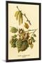 Hazel, Catkins and Fruit-W.h.j. Boot-Mounted Art Print