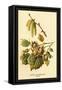Hazel, Catkins and Fruit-W.h.j. Boot-Framed Stretched Canvas