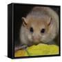 Hazel Dormouse Fattened Up for Winter-null-Framed Stretched Canvas