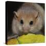 Hazel Dormouse Fattened Up for Winter-null-Stretched Canvas