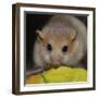 Hazel Dormouse Fattened Up for Winter-null-Framed Photographic Print