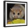 Hazel Dormouse Fattened Up for Winter-null-Framed Photographic Print