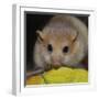 Hazel Dormouse Fattened Up for Winter-null-Framed Photographic Print