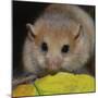 Hazel Dormouse Fattened Up for Winter-null-Mounted Photographic Print