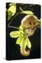 Hazel Dormouse Hanging from Branch Amongst Leaves-null-Stretched Canvas