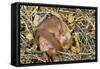 Hazel Dormouse Hibernating-null-Framed Stretched Canvas