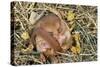 Hazel Dormouse Hibernating-null-Stretched Canvas