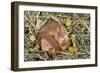 Hazel Dormouse Hibernating-null-Framed Photographic Print