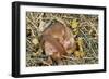 Hazel Dormouse Hibernating-null-Framed Photographic Print