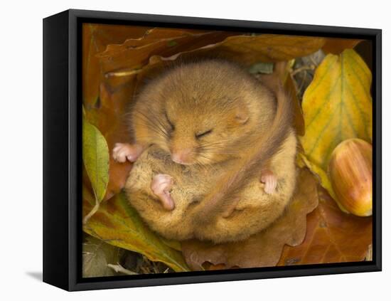 Hazel Dormouse (Muscardinus Avellanarius) Hibernating Amongst Leaves and Acorns-Danny Green-Framed Stretched Canvas