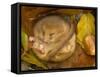 Hazel Dormouse (Muscardinus Avellanarius) Hibernating Amongst Leaves and Acorns-Danny Green-Framed Stretched Canvas