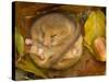 Hazel Dormouse (Muscardinus Avellanarius) Hibernating Amongst Leaves and Acorns-Danny Green-Stretched Canvas