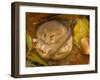 Hazel Dormouse (Muscardinus Avellanarius) Hibernating Amongst Leaves and Acorns-Danny Green-Framed Premium Photographic Print