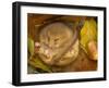 Hazel Dormouse (Muscardinus Avellanarius) Hibernating Amongst Leaves and Acorns-Danny Green-Framed Premium Photographic Print