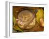 Hazel Dormouse (Muscardinus Avellanarius) Hibernating Amongst Leaves and Acorns-Danny Green-Framed Premium Photographic Print