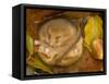 Hazel Dormouse (Muscardinus Avellanarius) Hibernating Amongst Leaves and Acorns-Danny Green-Framed Stretched Canvas