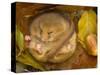 Hazel Dormouse (Muscardinus Avellanarius) Hibernating Amongst Leaves and Acorns-Danny Green-Stretched Canvas