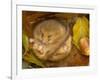 Hazel Dormouse (Muscardinus Avellanarius) Hibernating Amongst Leaves and Acorns-Danny Green-Framed Photographic Print