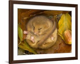 Hazel Dormouse (Muscardinus Avellanarius) Hibernating Amongst Leaves and Acorns-Danny Green-Framed Photographic Print