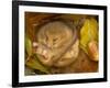 Hazel Dormouse (Muscardinus Avellanarius) Hibernating Amongst Leaves and Acorns-Danny Green-Framed Photographic Print