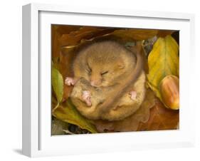 Hazel Dormouse (Muscardinus Avellanarius) Hibernating Amongst Leaves and Acorns-Danny Green-Framed Photographic Print