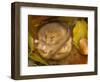 Hazel Dormouse (Muscardinus Avellanarius) Hibernating Amongst Leaves and Acorns-Danny Green-Framed Photographic Print