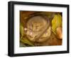 Hazel Dormouse (Muscardinus Avellanarius) Hibernating Amongst Leaves and Acorns-Danny Green-Framed Photographic Print