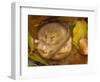 Hazel Dormouse (Muscardinus Avellanarius) Hibernating Amongst Leaves and Acorns-Danny Green-Framed Photographic Print