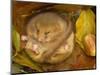 Hazel Dormouse (Muscardinus Avellanarius) Hibernating Amongst Leaves and Acorns-Danny Green-Mounted Photographic Print